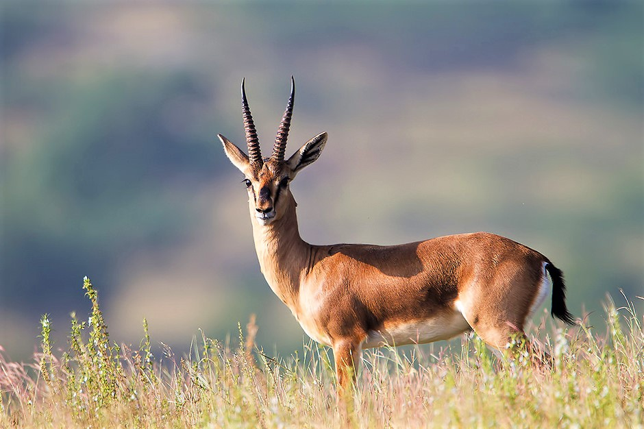 Indian Gazelle