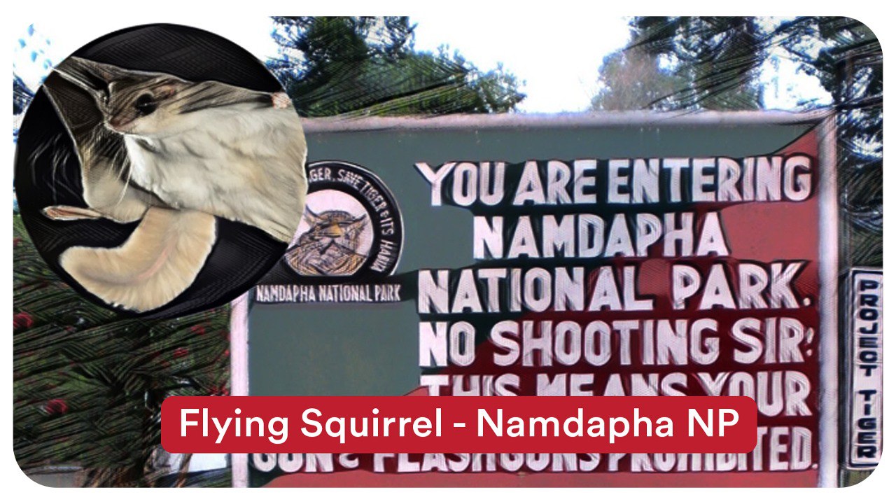 Flying Squirrel | Namdapha National Park - Gokulam Seek IAS